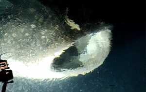 27 mars rencontre avec requin baleine