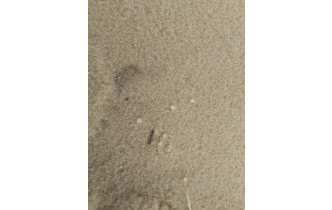On reconnaitra des larmes de sirènes